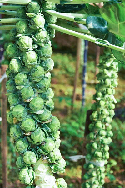 stalks of Brussels sprouts