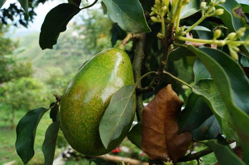 avocados growing on a tree