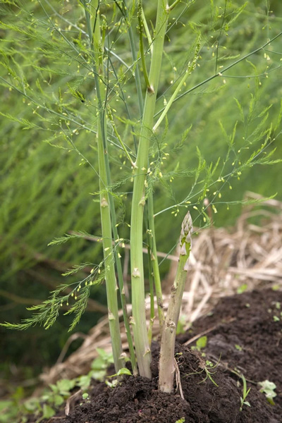 Sprouting: Past Harvest